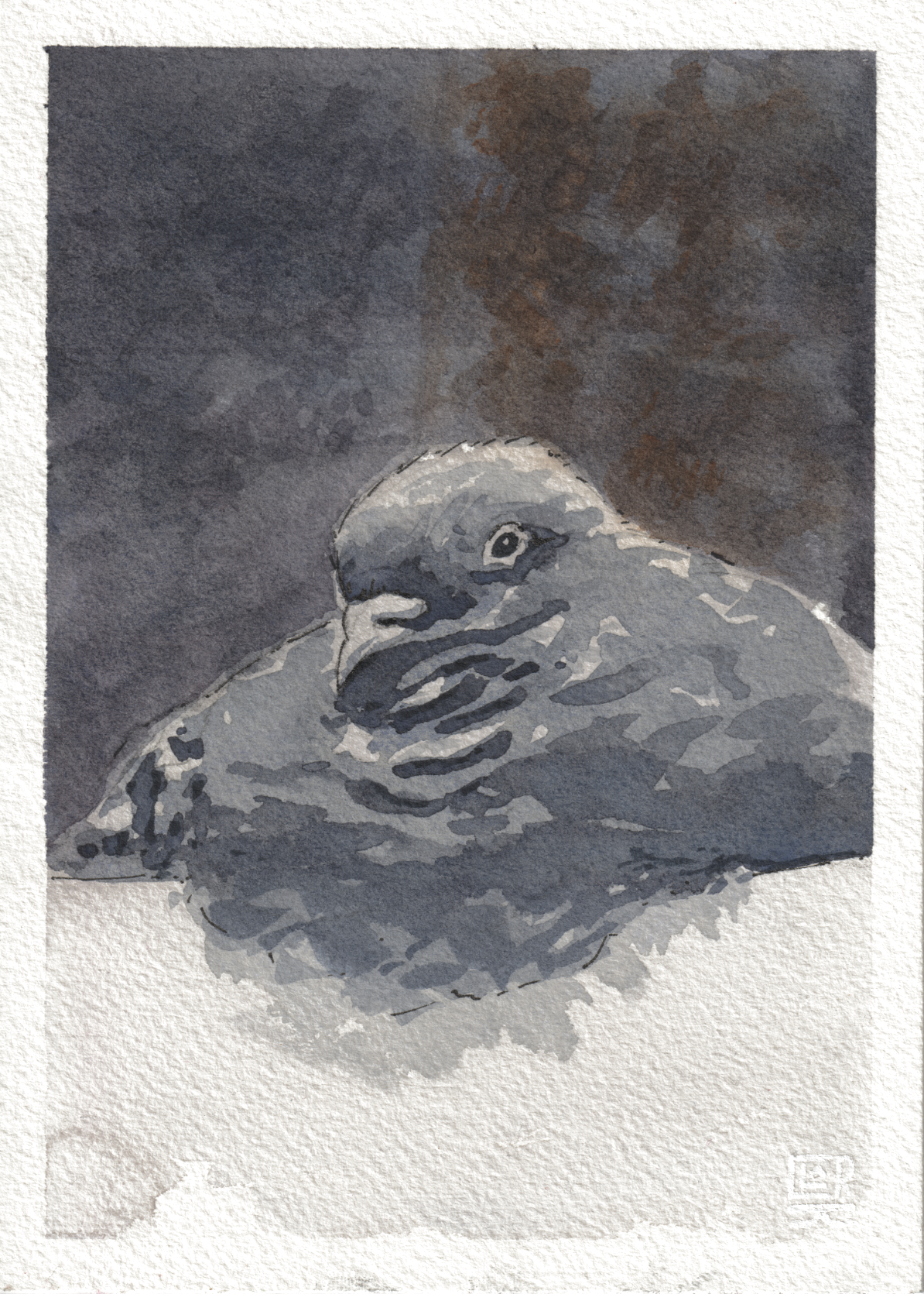 Borb Pigeon — Watercolor & Ink, 5x7 in