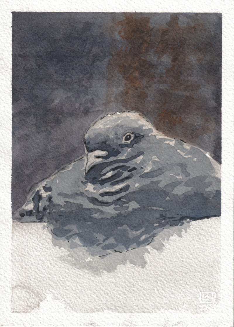 Borb Pigeon — Watercolor & Ink, 5x7 in