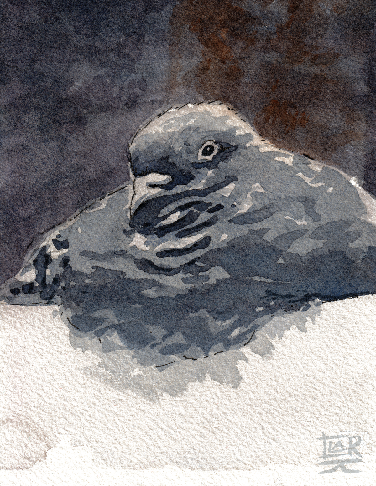 Borb Pigeon watercolour and ink, print edition