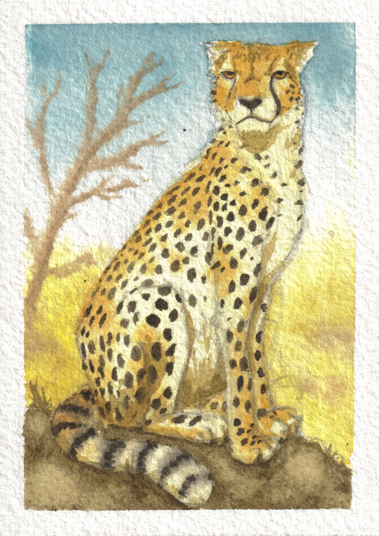 Cheetah — Watercolor, 2.5x3.5 in (trading card size)