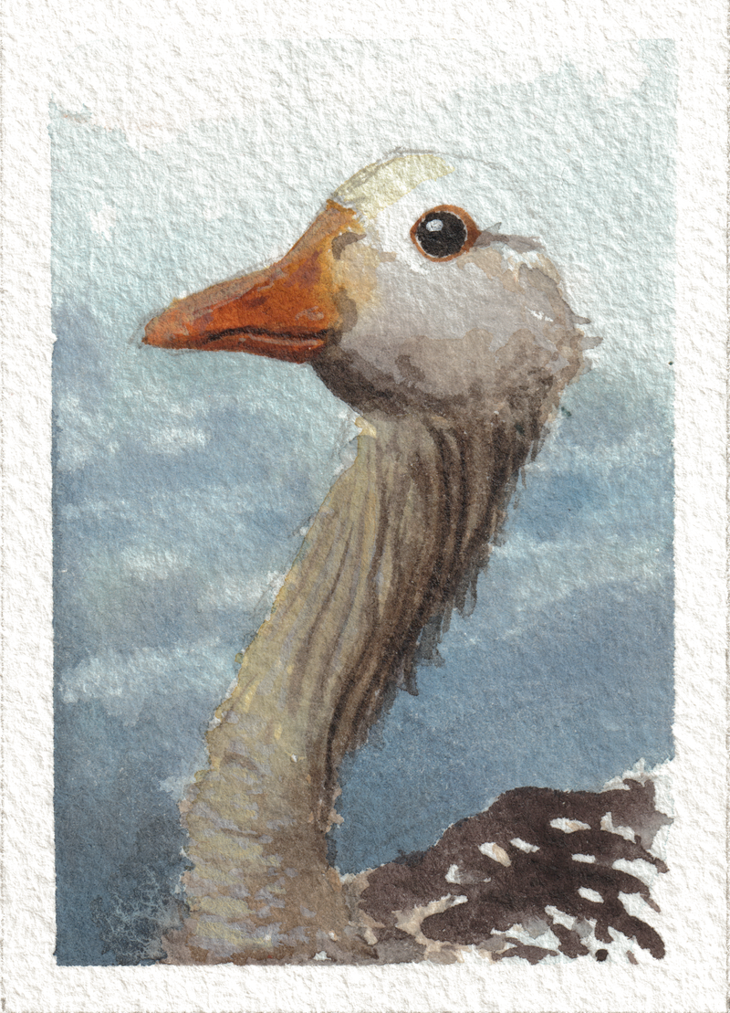 Goose — Watercolor, 2.5x3.5 in (trading card size)