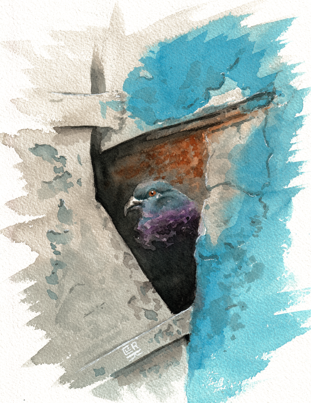 Nook Pigeon watercolour and ink, print edition