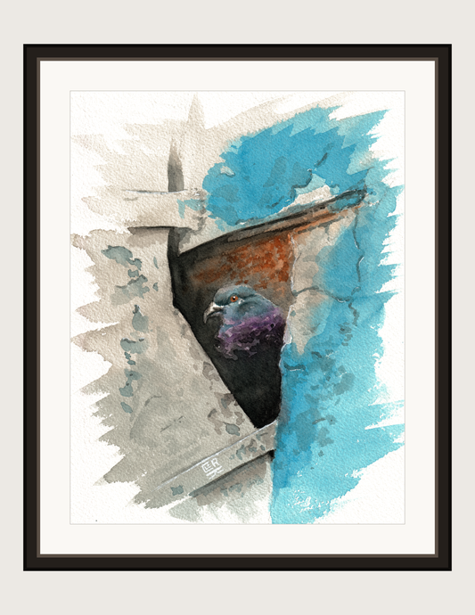 Nook Pigeon watercolour and ink, print shown framed