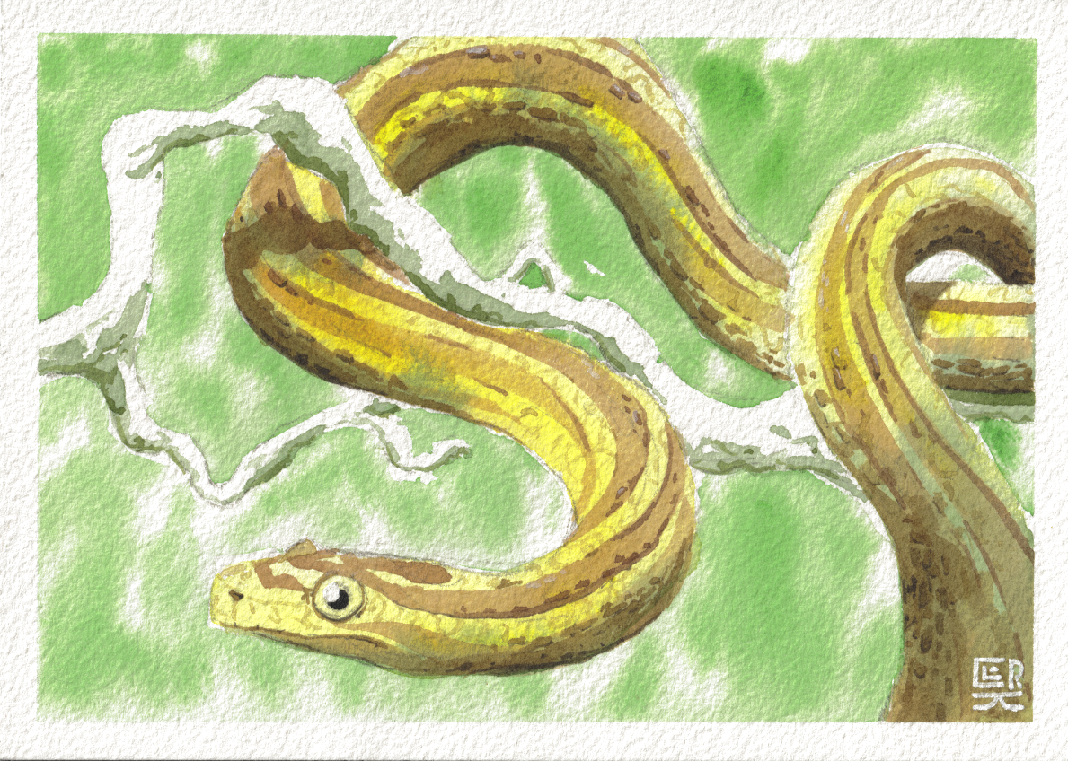 Snake — Watercolor, 7x5 in