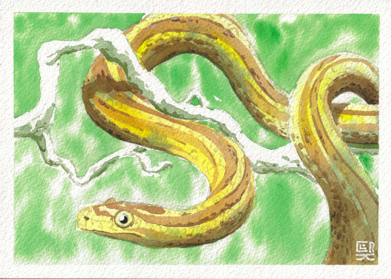 Snake — Watercolor, 7x5 in