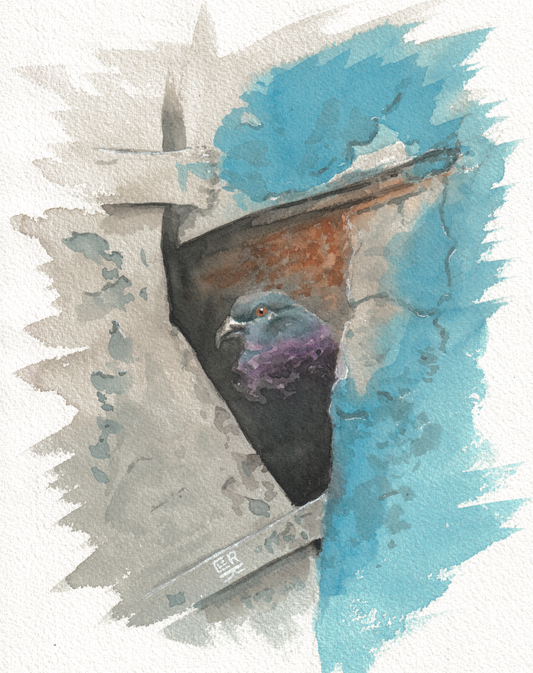 Nook Pigeon — Watercolor & Ink, 7x9 in