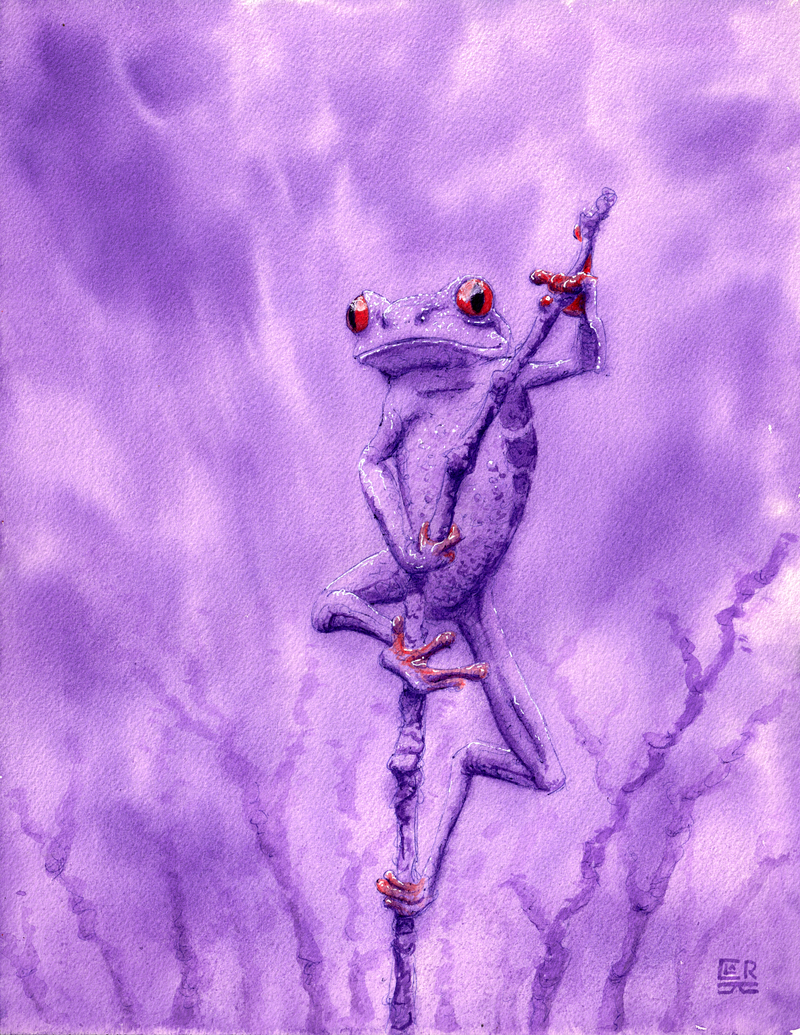 Purple Haze, red-eyed frog, print