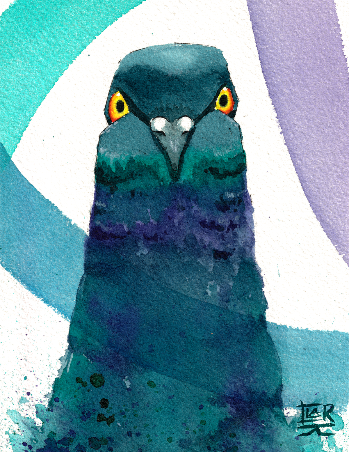 Ribbon Pigeon watercolour, print edition