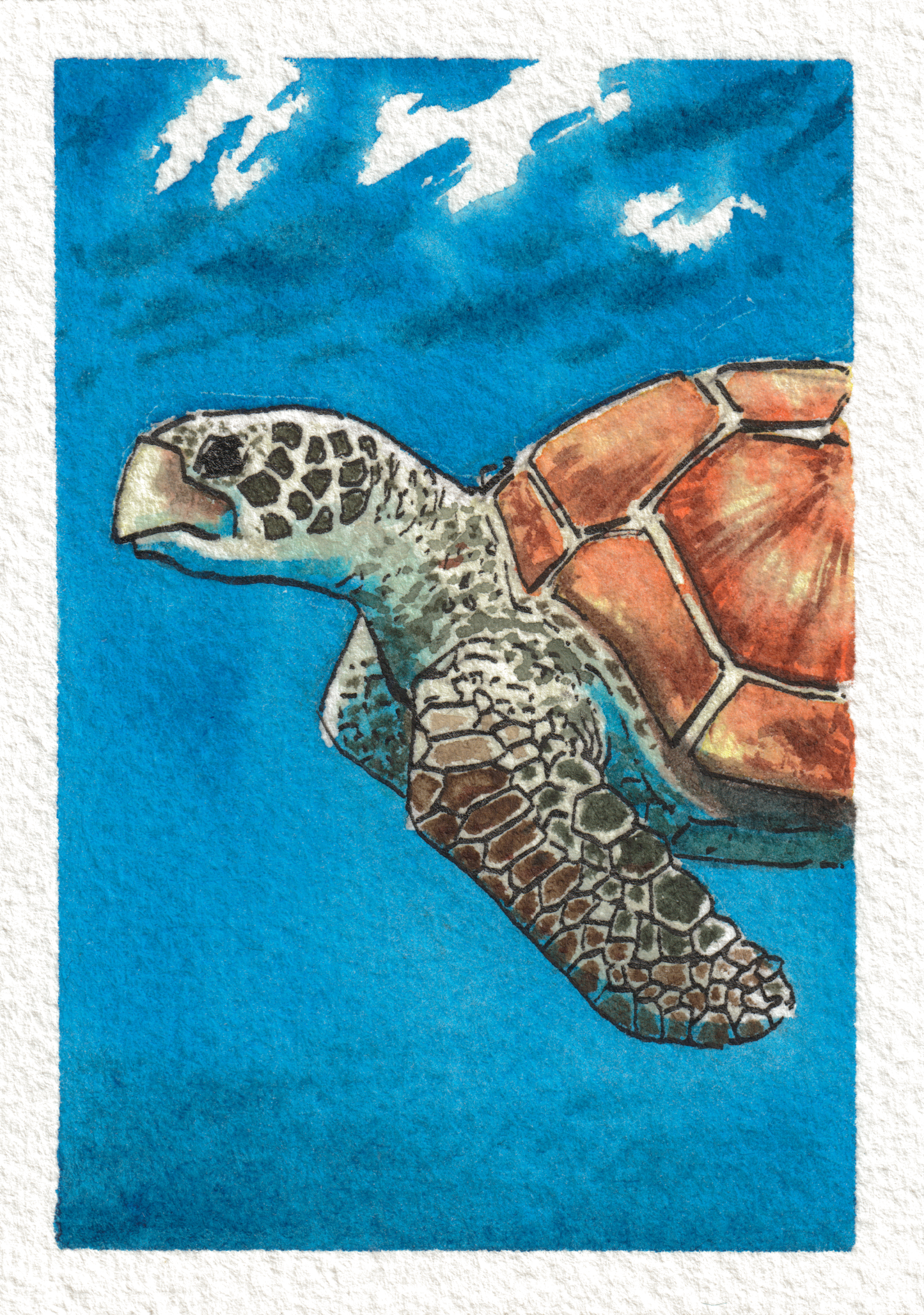 Sea Turtle— Watercolor & Ink, 2.5x3.5 in (trading card size)
